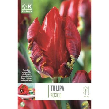 Kapiteyn blomsterløg tulipan Parrot Rococo 8 stk. 