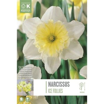 Kapiteyn blomsterløg narcissus Ice Follies 5 stk. 