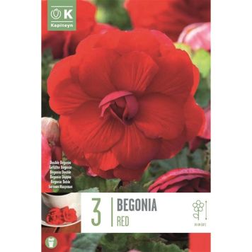 Kapiteyn blomsterløg begonia Double Red 3 stk.