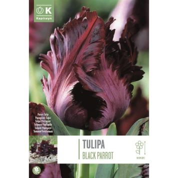 Kapiteyn blomsterløg tulipan Black Parrot 6 stk. 