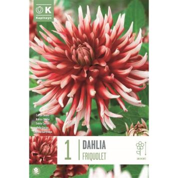 Kapiteyn blomsterløg dahlia Friquolet 1 stk. 