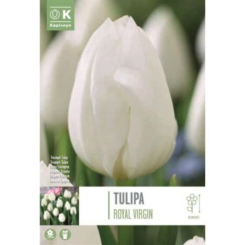 Kapiteyn blomsterløg tulipan Triumph Roy Virgin 10 stk. 