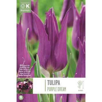 Kapiteyn blomsterløg tulipan Lily Purple Dream 8 stk.