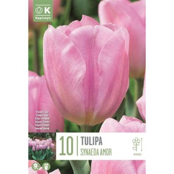 Kapiteyn blomsterløg tulipan Triumph Synae Amor 10 stk. 