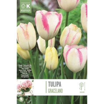 Kapiteyn blomsterløg tulipan Graceland multi 8 stk. 