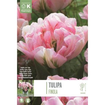 Kapiteyn blomsterløg tulipan Double Finola 8 stk.