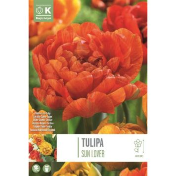 Kapiteyn blomsterløg tulipan Double Sun lover 8 stk.