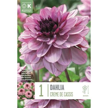 Kapiteyn blomsterløg dahlia Creme de Cassis 1 stk. 