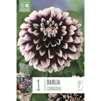 Kapiteyn blomsterløg dahlia Edinburgh 1 stk. 