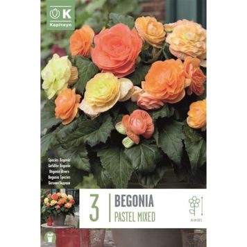 Kapiteyn blomsterløg begonia Compact Pastel 3 stk.