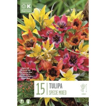 Kapiteyn blomsterløg tulipan Specie Mixed 15 stk. 