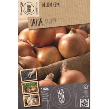 Kapiteyn sætteløg Sturon 100 stk.