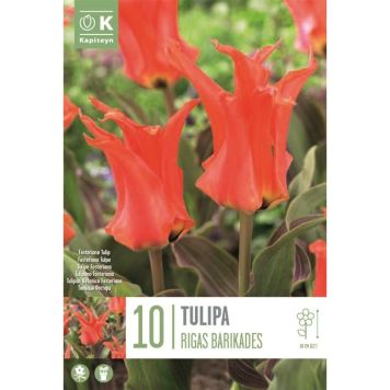 Kapiteyn blomsterløg tulipan Rigas Barikadas 10 stk. 