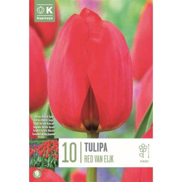 Kapiteyn blomsterløg tulipan Red van Eijk 10 stk.