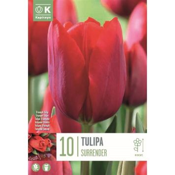 Kapiteyn blomsterløg tulipan Surrender 10 stk.