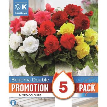 Kapiteyn blomsterløg begonia Double promo 5 stk. 