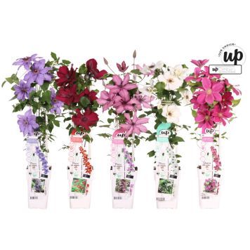 Klematis Ø15 cm potte - flere farver