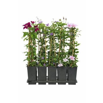 Klematis Ø15 cm potte - flere farver