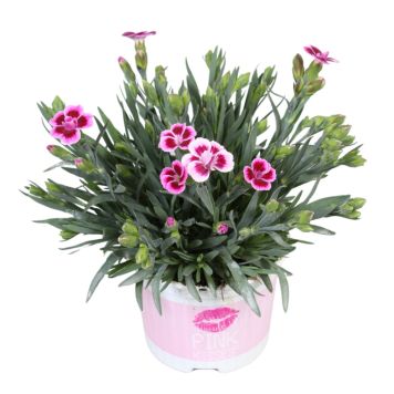 Nellike Dianthus Pink Kisses Ø12 cm potte