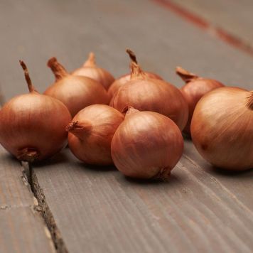 Sætteløg skalotteløg Red Sun 