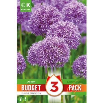 Kapiteyn blomsterløg prydløg Allium Purple Sensation budget 3 stk. 