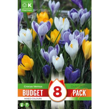 Kapiteyn blomsterløg krokus Mixed Colours budget 8 stk. 