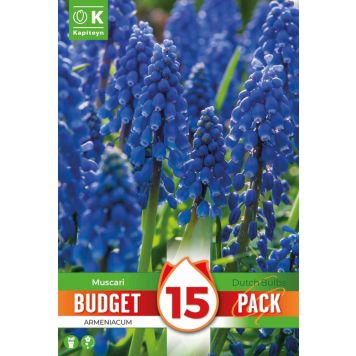 Kapiteyn blomsterløg perlehyacint Muscari Armeniacum budget 15 stk. 