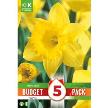 Kapiteyn blomsterløg påskelilje Narcissus Yellow budget 5 stk. 