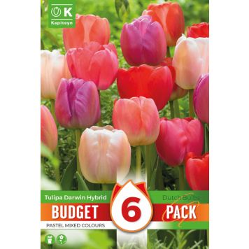 Kapiteyn blomsterløg tulipan Darwin Hybrid Mix budget 6 stk. 