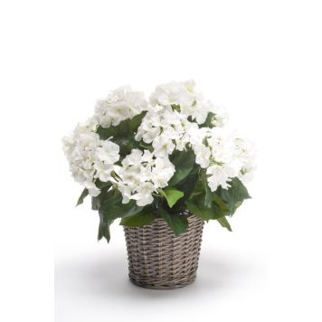 Emerald hortensia med kurv hvid 20 cm