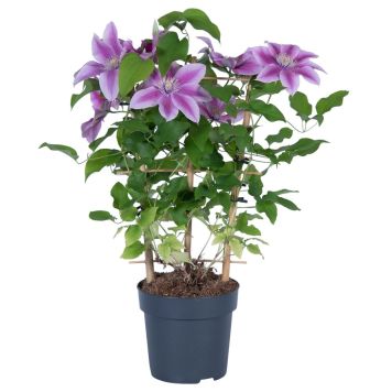 Klematis Evergreen Boulevard med espalier Ø15 cm potte