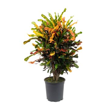 Codiaeum variegatum Ø24 cm potte