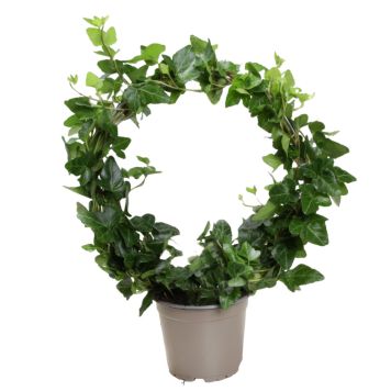 Efeu Hedera helix på bøjle Ø12 cm potte