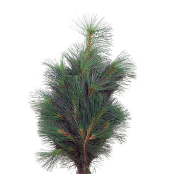 Pinus silkefyr 500g 