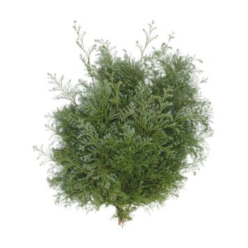 Håndbuket med blød enebær Juniperus Squarrosa 200g