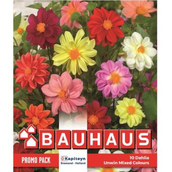 Kapiteyn blomsterløg dahlia promo mix 10 stk.