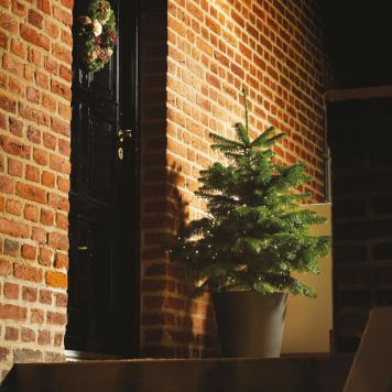 Nordmannsgran 60-80 cm 7,5 L