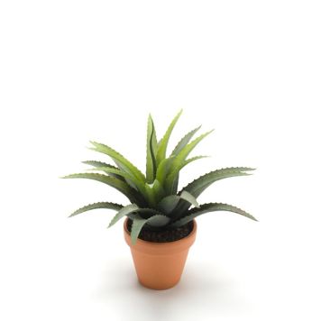 Emerald agave 18 cm