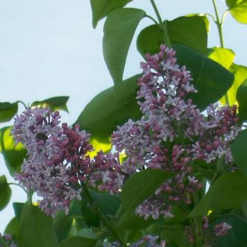 Syrenhæk Syringa Vulgaris 50-80 cm 10 stk