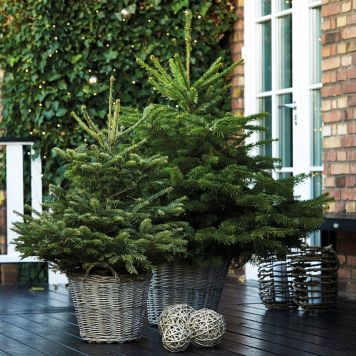 Juletræ Nordmannsgran 80-100 cm