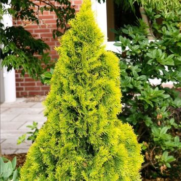 Gul søjlethuja Thuja 'Smaragd' 125-150 cm