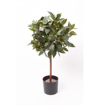 Emerald laurbærplante 60 cm