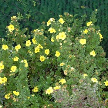 Hækplante Potentilla Goldfinger 30-50 cm 10 stk