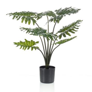 Emerald philodendron 80 cm