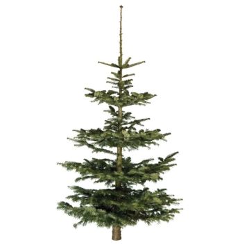 Juletræ Nordmannsgran Yellow Label 150-200 cm