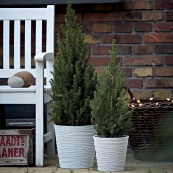 Sukkertopgran Picea glauca Conica 50-60 cm