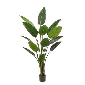 Emerald Strelitzia plante i plast krukke 190 cm 