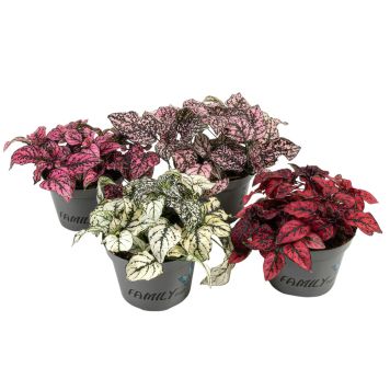 Hypoestes phyllostachya Ø11 cm potte - flere varianter