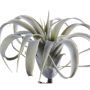 Emerald kunstig luftplante Tillandsia Cites 15 cm