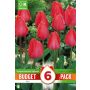 Kapiteyn blomsterløg tulipan Darwin Hybrid Red budget 6 stk. 